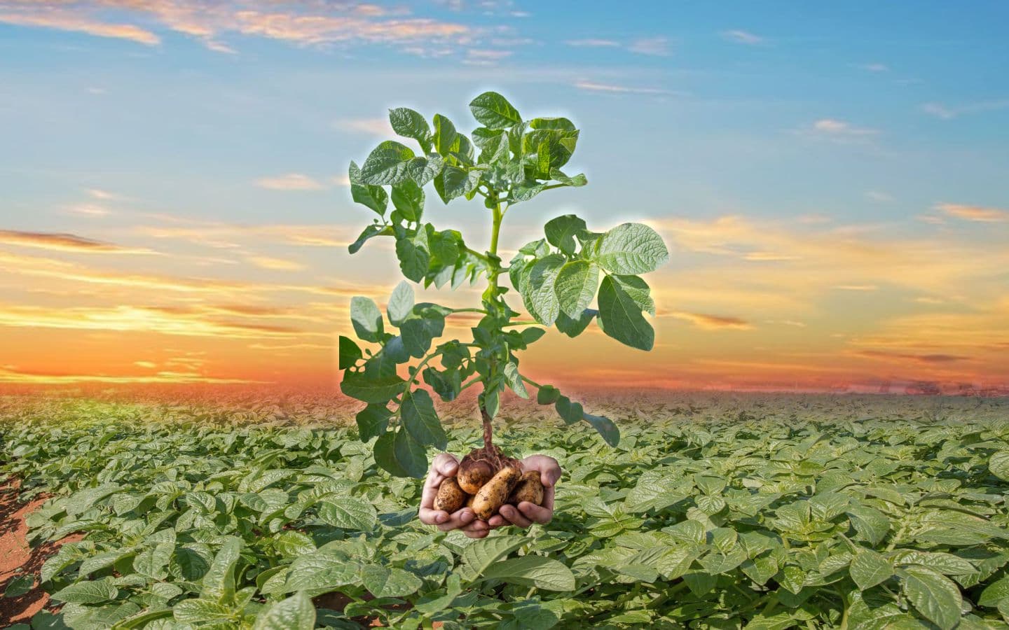 RoHa potato production slide 1
